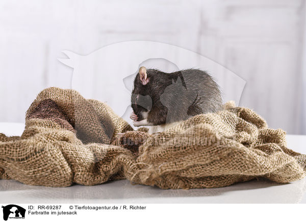 Farbratte im jutesack / fancy rat in jute sack / RR-69287