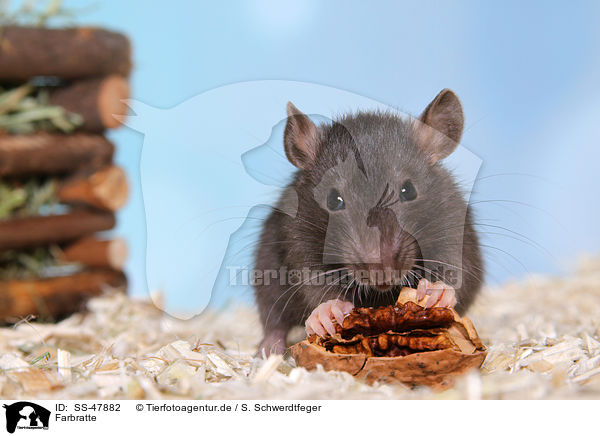 Farbratte / fancy rat / SS-47882