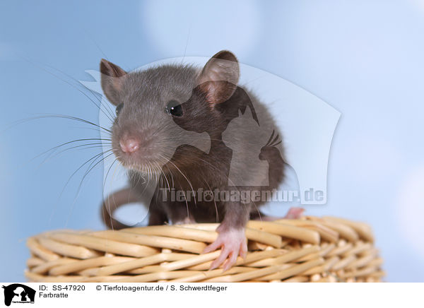 Farbratte / fancy rat / SS-47920