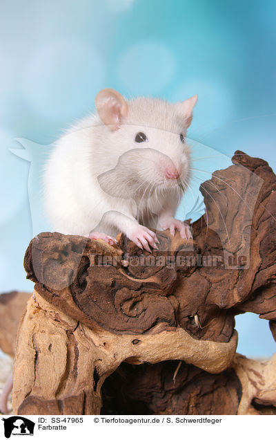 Farbratte / fancy rat / SS-47965
