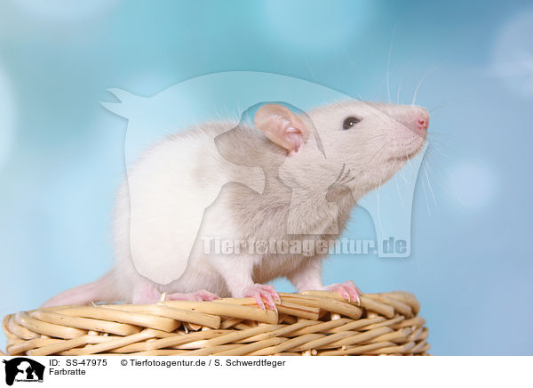 Farbratte / fancy rat / SS-47975