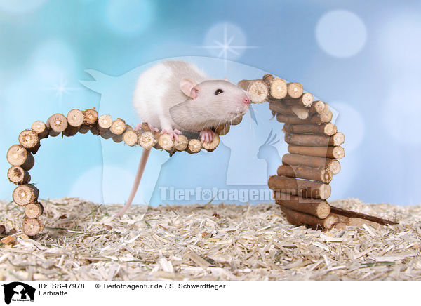 Farbratte / fancy rat / SS-47978
