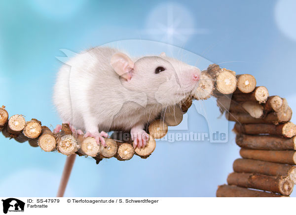 Farbratte / fancy rat / SS-47979