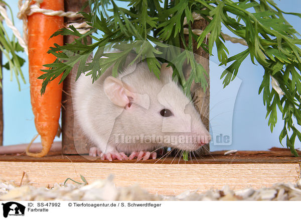 Farbratte / fancy rat / SS-47992