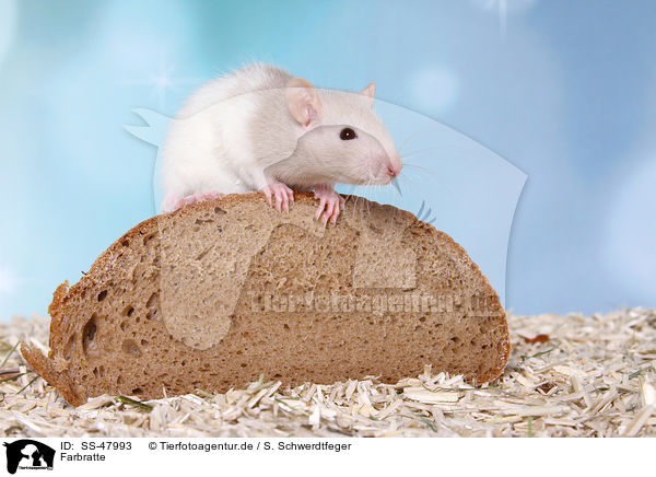 Farbratte / fancy rat / SS-47993