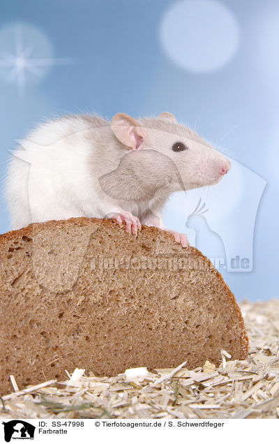 Farbratte / fancy rat / SS-47998