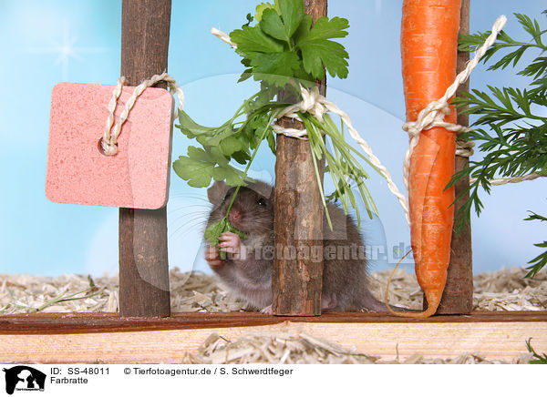 Farbratte / fancy rat / SS-48011