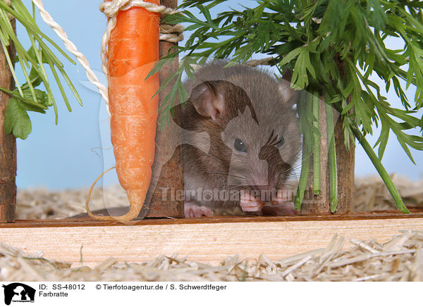 Farbratte / fancy rat / SS-48012