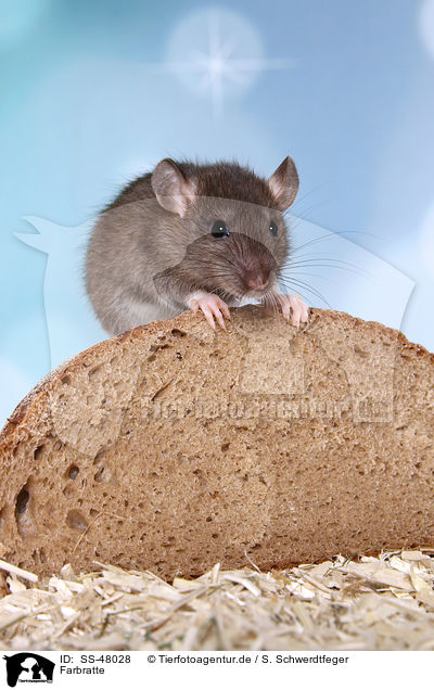 Farbratte / fancy rat / SS-48028