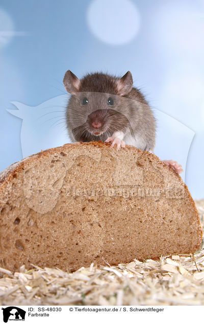 Farbratte / fancy rat / SS-48030