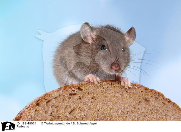 Farbratte / fancy rat / SS-48031