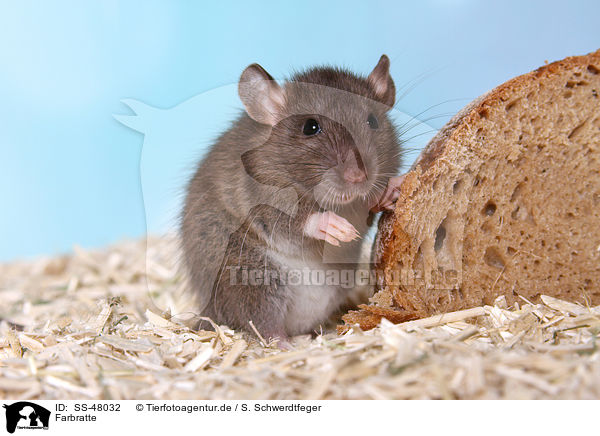 Farbratte / fancy rat / SS-48032