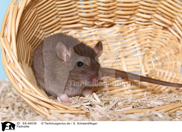 Farbratte / fancy rat / SS-48038