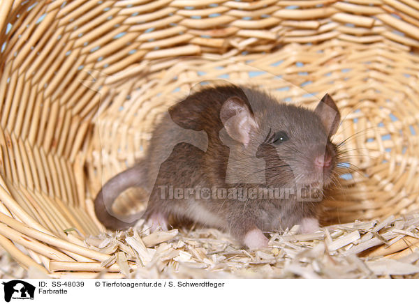 Farbratte / fancy rat / SS-48039