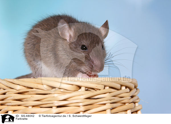 Farbratte / fancy rat / SS-48042