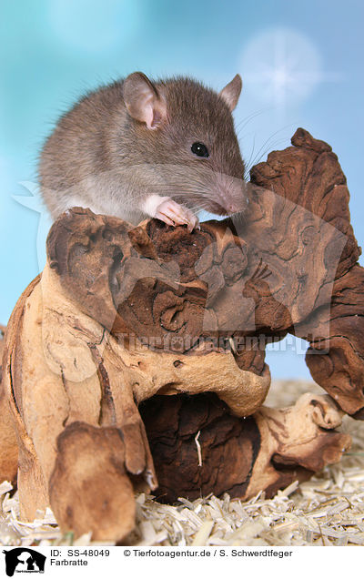 Farbratte / fancy rat / SS-48049