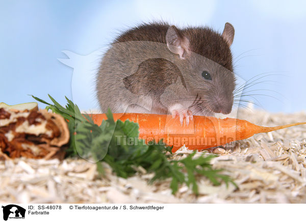 Farbratte / fancy rat / SS-48078