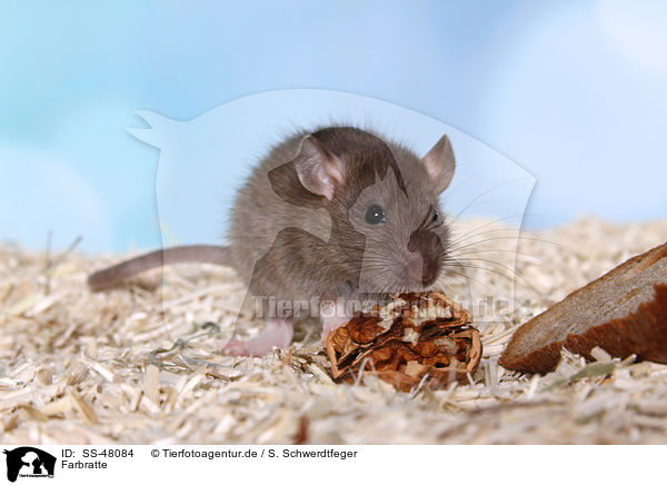 Farbratte / fancy rat / SS-48084