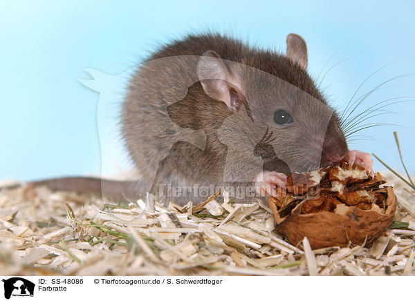 Farbratte / fancy rat / SS-48086