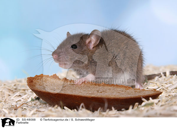Farbratte / fancy rat / SS-48088