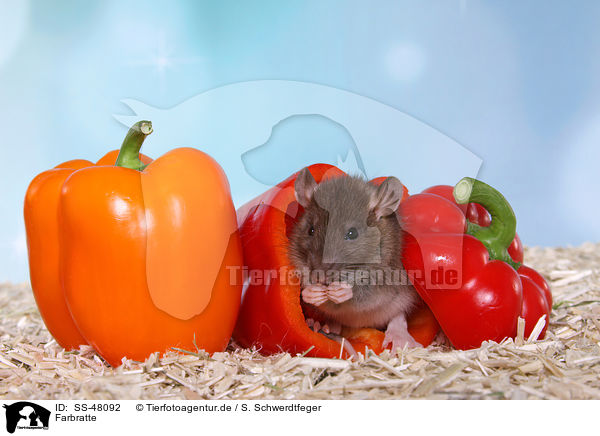 Farbratte / fancy rat / SS-48092
