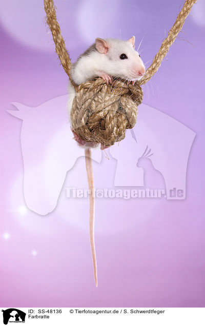 Farbratte / fancy rat / SS-48136