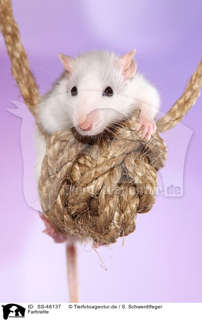 Farbratte / fancy rat / SS-48137