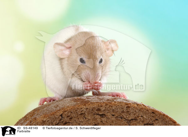 Farbratte / fancy rat / SS-48149