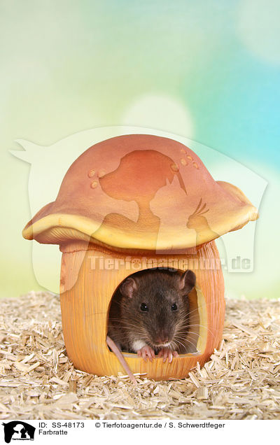 Farbratte / fancy rat / SS-48173