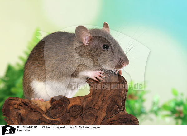 Farbratte / fancy rat / SS-48181