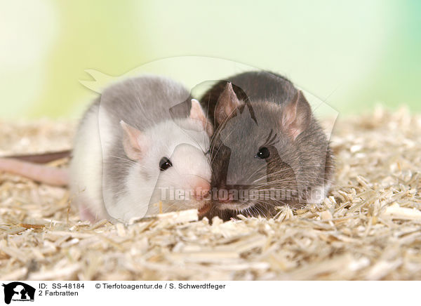 2 Farbratten / 2 fancy rats / SS-48184