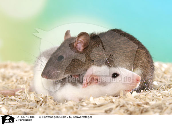 2 Farbratten / 2 fancy rats / SS-48186