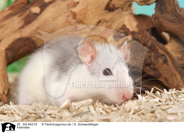 Farbratte / fancy rat / SS-48219