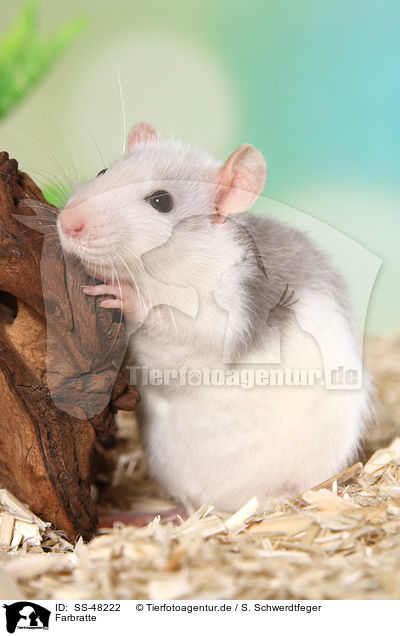 Farbratte / fancy rat / SS-48222
