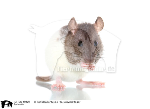 Farbratte / fancy rat / SS-49127
