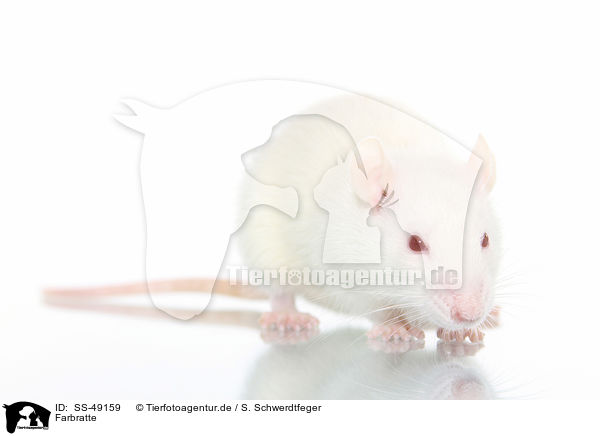 Farbratte / fancy rat / SS-49159