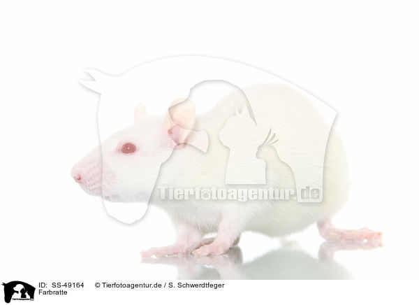 Farbratte / fancy rat / SS-49164