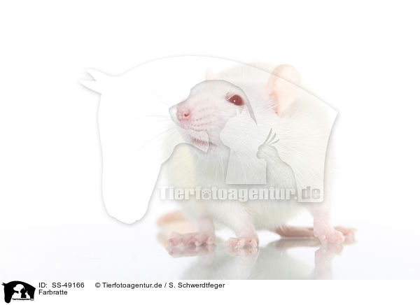 Farbratte / fancy rat / SS-49166