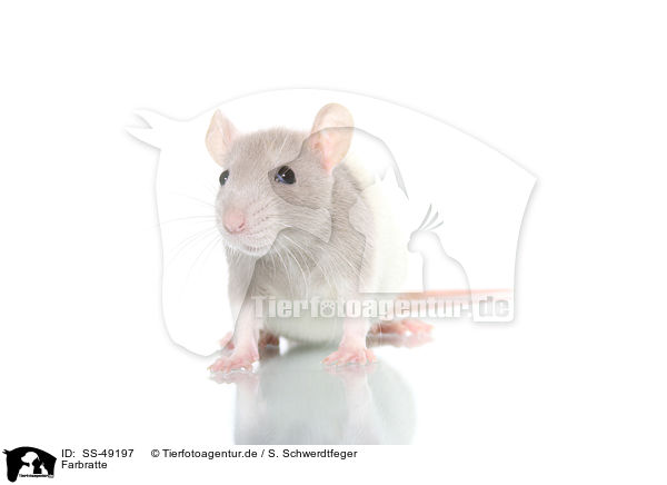 Farbratte / fancy rat / SS-49197