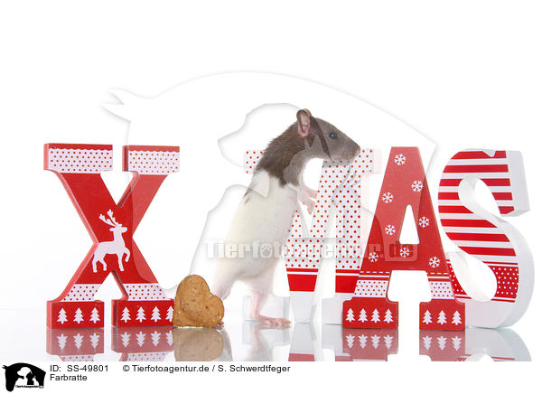 Farbratte / fancy rat / SS-49801