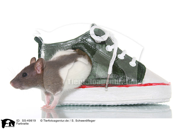 Farbratte / fancy rat / SS-49819