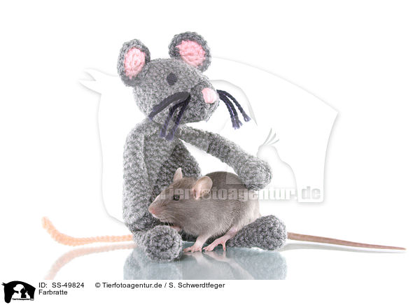 Farbratte / fancy rat / SS-49824