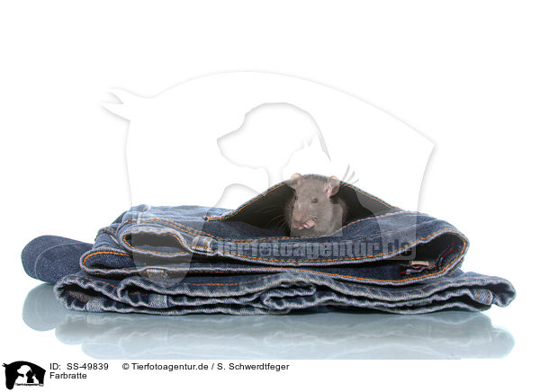 Farbratte / fancy rat / SS-49839