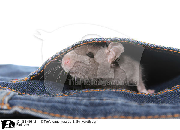 Farbratte / fancy rat / SS-49842