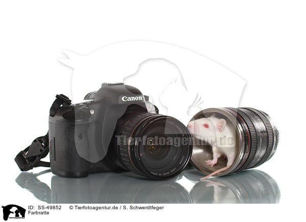 Farbratte / SS-49852