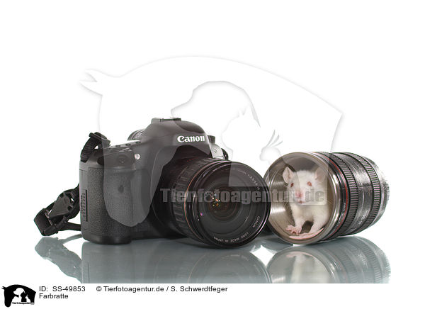 Farbratte / SS-49853