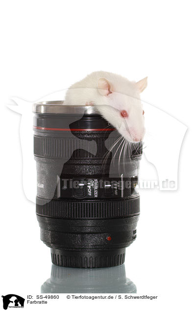 Farbratte / fancy rat / SS-49860