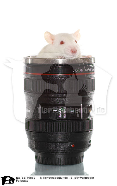 Farbratte / fancy rat / SS-49862