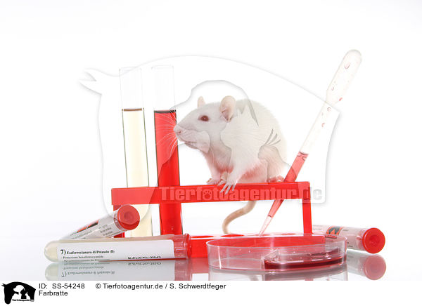 Farbratte / fancy rat / SS-54248