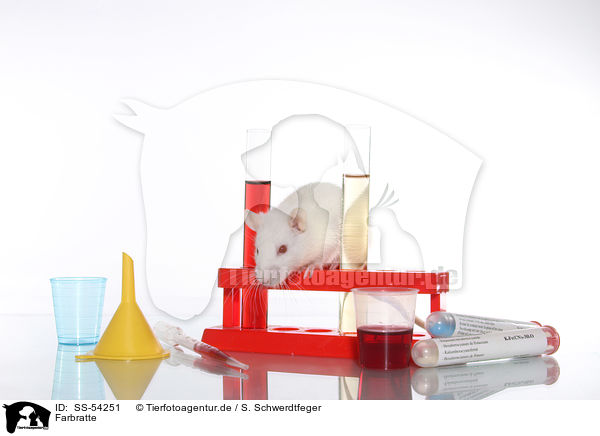 Farbratte / fancy rat / SS-54251